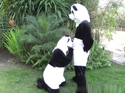 妮可·安妮斯顿和卢卡斯·弗罗斯特熊猫风格